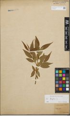 Foto von Salix fragilis L.